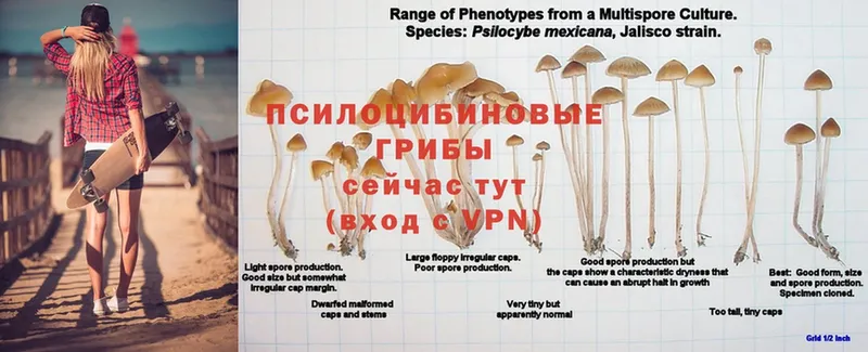 что такое   Воркута  Галлюциногенные грибы Magic Shrooms 